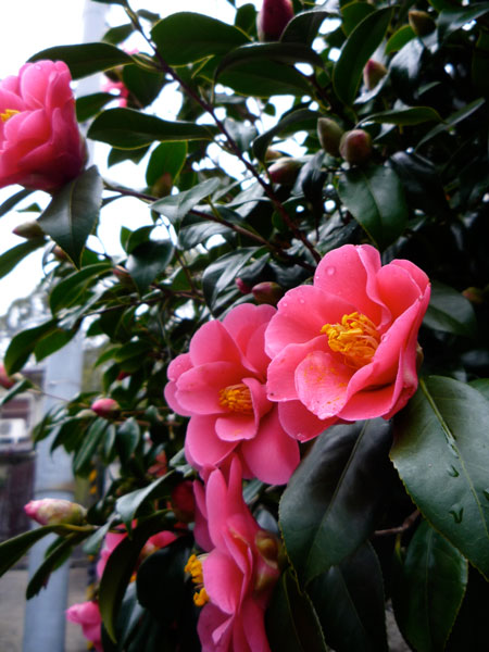 20120320-9.jpg