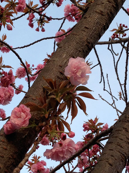 20130408.jpg